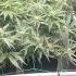 CASCADIA SATAY Viralvideo Foop Floweringplants Indoorgrowing Metal Trellis Canopy Harvest