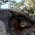 Happy Wolf Attack