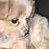 The Sick Dog Carried Her Owner S Bag When Abandoned But Knew She D Never Have A Warm Home Again