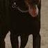 European Doberman Attitude Dog Youtube Youtubeshorts Viral Doberman Europe Viralvideo Yt