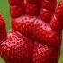 College Strawberry Satisfying Fruit Garden Nature Fruitsandveggies