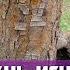 How To Remove Stump How To Remove Stump From Sawing