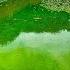 GREEN POOL CLEAN With A Review Of The Dreame Z1 Pro