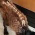 Emaciated Cat Kept Purring For More Cuddles The Dodo