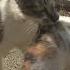 Cat Adopts Abandoned Kittens LOL Kritter Klub