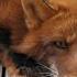 Two Foxes Argue Over My House Red Fox Sounds