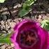 Ремикс Жёлтые тюльпаны Tulips тюльпаны весна цветыВесной Spring