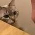 1 HOUR CAT S MEOW I M SO RELAXED