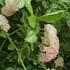 Нежные розы красивыецветы цветы розы сочицветы Flowers