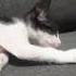 I Love My Cat How Cute Aaa