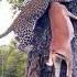 Animals Chita Forest Jungle Shikari