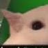 Saria S Song Cat Version