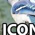 50 Iconic Bird Sounds