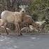 Big Horn Sheep Bighornsheep Wildlife Mountains Nature Dianarecker7441