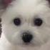 Funny Animal Videos CLEAN FOR KIDS