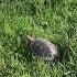 Hero In A Half Shell TURTLE POWER Turtle Teenagemutantninjaturtle Youtubeshorts