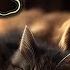 Релакс Исцеляющее Мурлыканье для сна Мурлыканье кошки у камина Purring Cat Next To The Fireplace 16