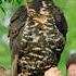 The African Crowned Eagle Is TERRIFYING