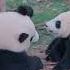 Miaomiao Teaches Children To Eat With Little Jinrui Who Has Learned The Skills Of Mother Eating