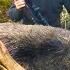 Охота на лося в Норвегии Охотничьи приключения в Норвегии NORDIC WILD HUNTER Охотник и рыболов