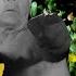 Smoke Wolf Rips Calf To Pieces Mountain Monsters Travel Channel