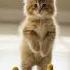 Fluffy Cat Standing Like A Human Surrounded By Ducklings
