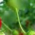 Экстракт Клубники Матрица для Растений Strawberry Extract Vegetable Matrix