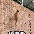 Belgian Malinois Takes Flight