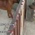 Best Agressive Dog Moments
