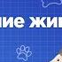 Занятия для дошкольников Развитие речи Тема Домашние животные