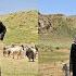 Documentary On Iranian Nomadic Life Herding Sheep By Nomadic Girls