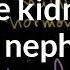 The Kidney And Nephron Renal System Physiology NCLEX RN Khan Academy