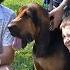 Erlanger LIFE FORCE Partners With K 9 Handlers For Critical Veterinary Care