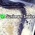 Sunbeam Snake X Cobra