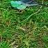 Lovely Bird Alone Birds Foryou Nature Story