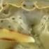Freshwater Crab Vs Tiger Leech MONSTER BUG WARS