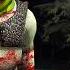 Do NOT Trust Shrek