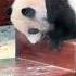 妹猪 Ee 们我来啦 给大伙磕一个 Panda Pandacub Cute Giantpanda Funny Pandachina Chinapanda Animals Zoo