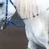 KUDA PUTIH CANTIK Horse Kuda Kudadelman Kudalumping Kudacantik Delman Naikdelman Naikkuda