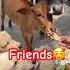 Friends Ammu Goldenretreiver Doglover Ammu Anji Viral