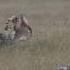 Great Bustard On The Alentejo Steppe