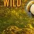 TheHunter Call Of The Wild 10 МАНОК РАНЕНОГО ЗАЙЦА