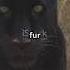 Kabini S Black Don Saya Nature Naturelovers Viralvideo Trending Blackpanther Kabini