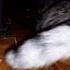 Мышь скребётся Mouse Scratching Funny Cats