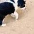 Cute Puppies Doing Funny Things Cutedogs Dogvideo
