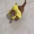 Cats Getting Better Outfits Each Time