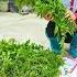 Two Orphans Went Together To Pick Vegetables And Fruits In The Forest To Sell