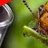 REACT NOW Eradicate The Chalfornia Beetle THIS EASY