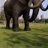 Elephants In The Park Elephants Effects