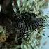 Voracious Invader How Lionfish Are Devouring The Reef